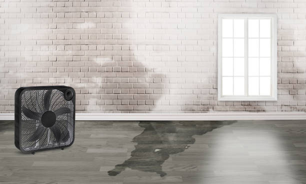 Best Mold removal after water damage  in Mount Arlington, NJ